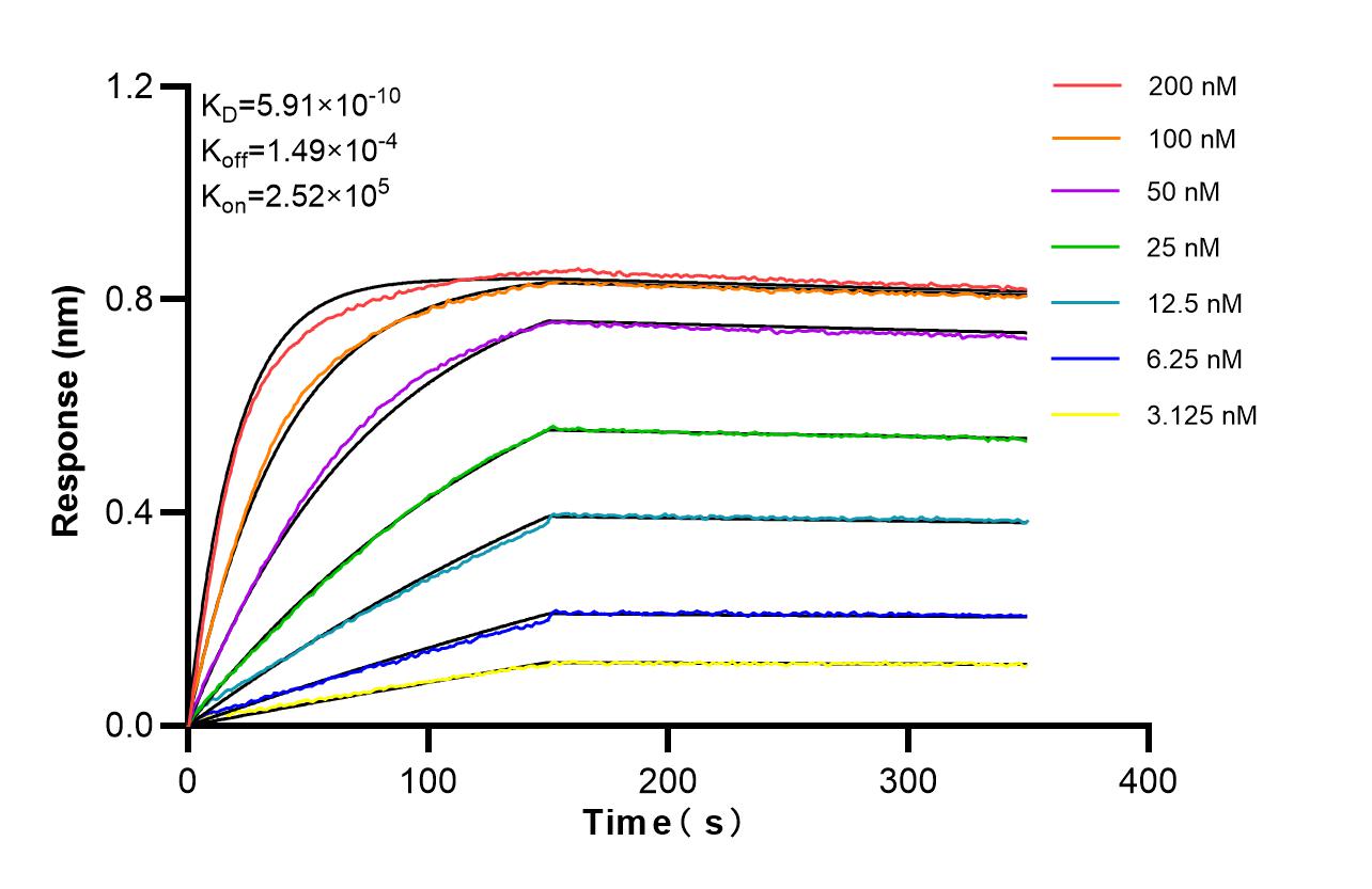 Affinity of 87620-3-RR Affinity of 87620-3-RR