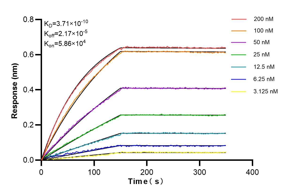 Biolayer interferometry (BLl) kinetic assays of 87628-1-RR against Human ST5 were performed. The affinity constant is 0.371 nM. Affinity of 87628-1-RR