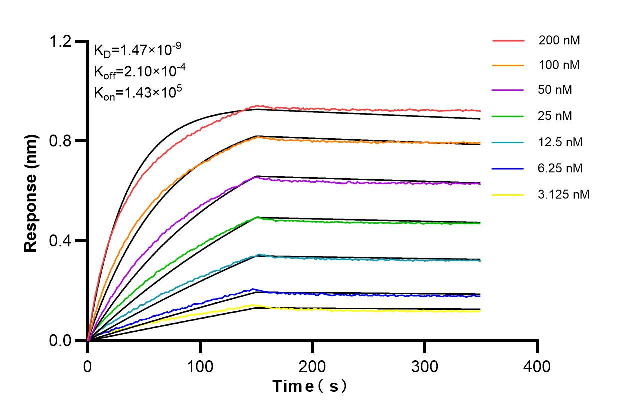Affinity of 87640-1-RR