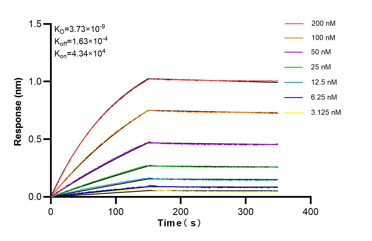 Affinity of 87642-1-RR Affinity of 87642-1-RR