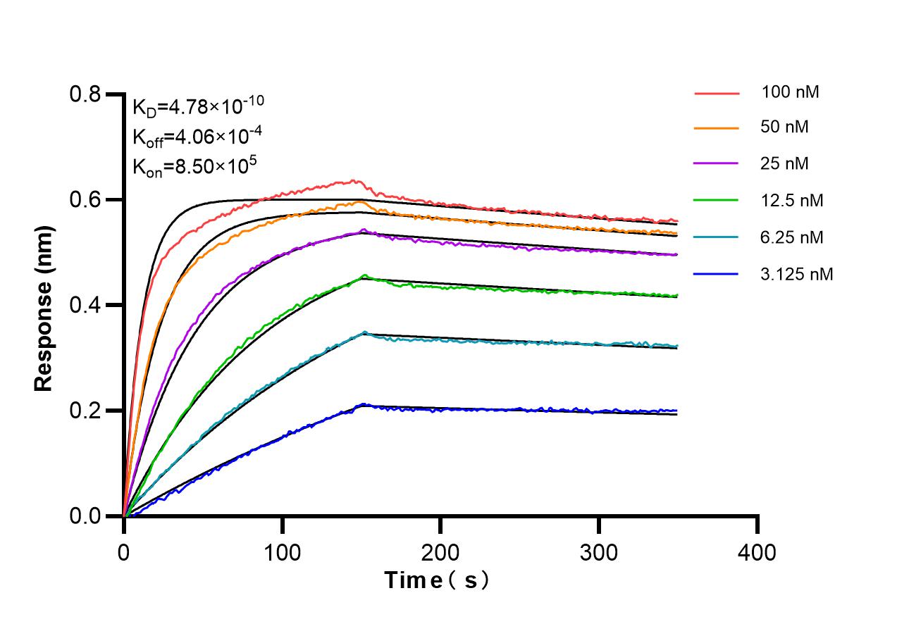 Affinity of 87649-1-RR Affinity of 87649-1-RR