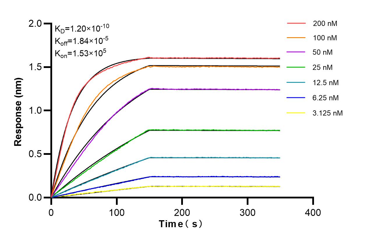 Affinity of 87694-1-RR Affinity of 87694-1-RR
