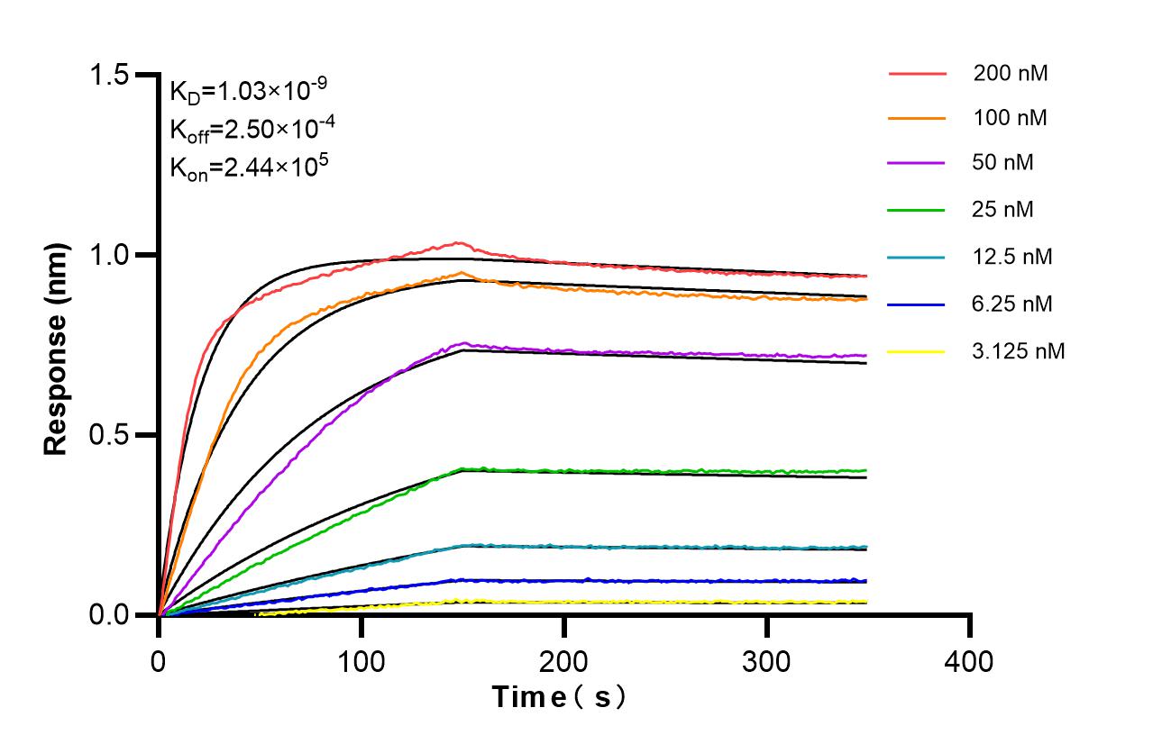 Affinity of 87707-3-RR Affinity of 87707-3-RR