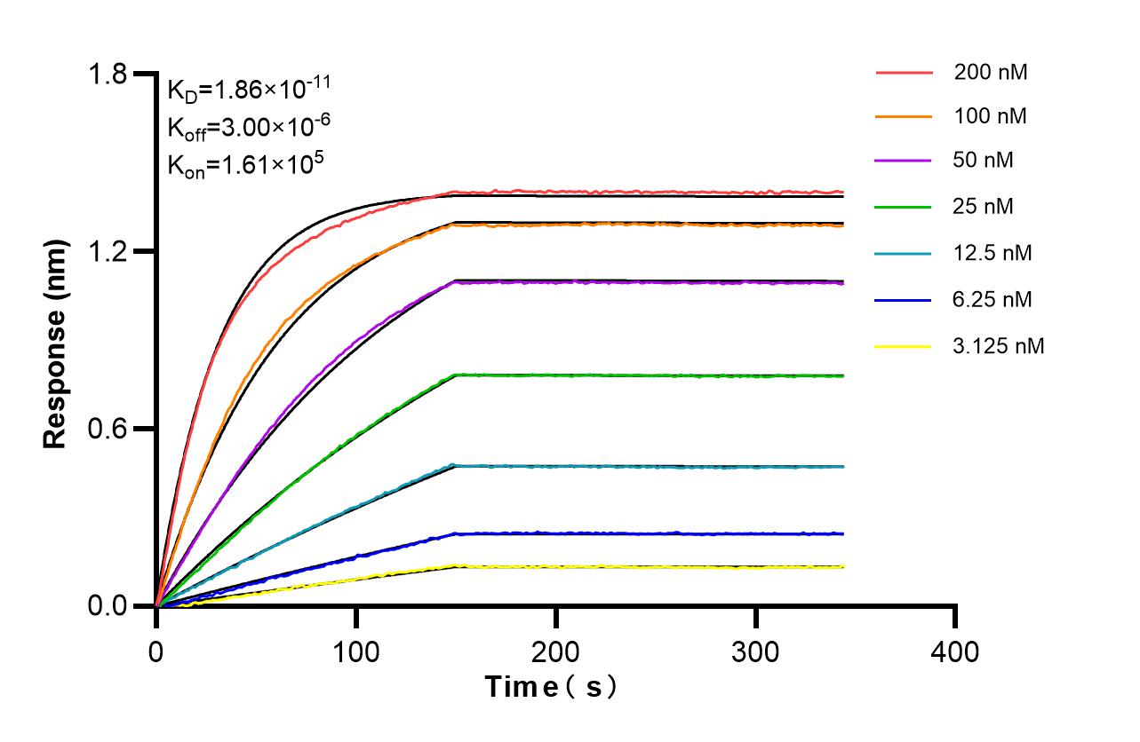 Affinity of 87724-1-RR Affinity of 87724-1-RR
