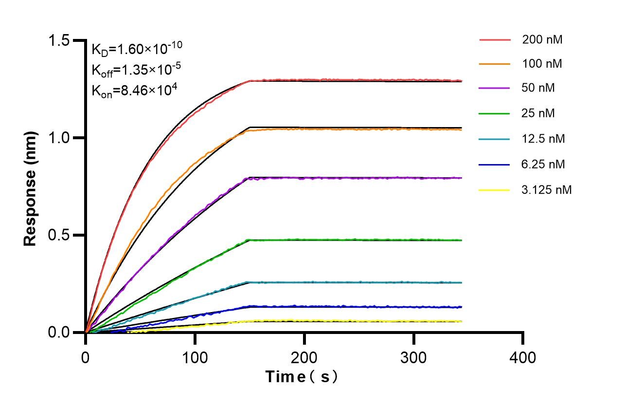 Affinity of 87726-1-RR Affinity of 87726-1-RR