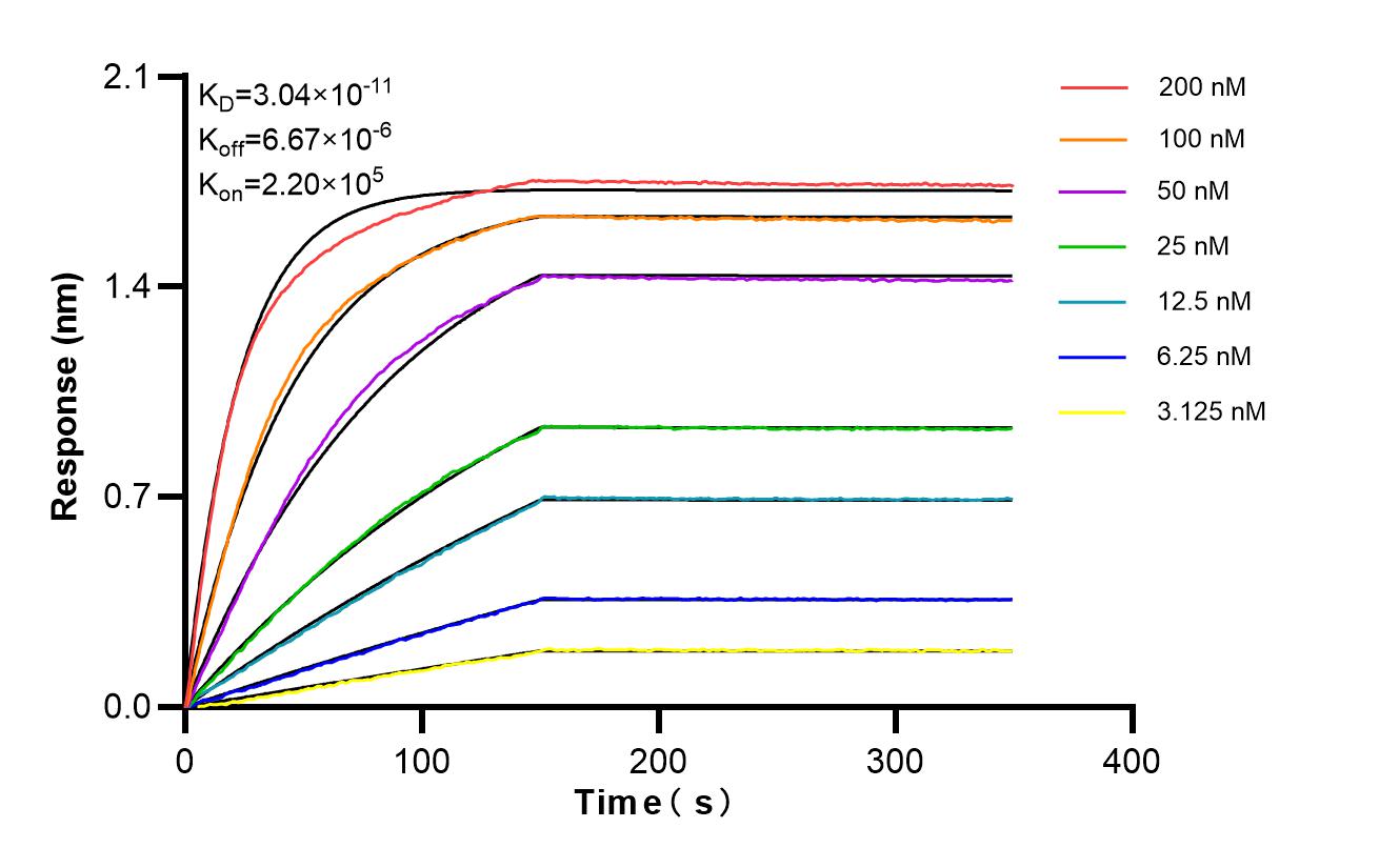 Affinity of 87782-2-RR Affinity of 87782-2-RR