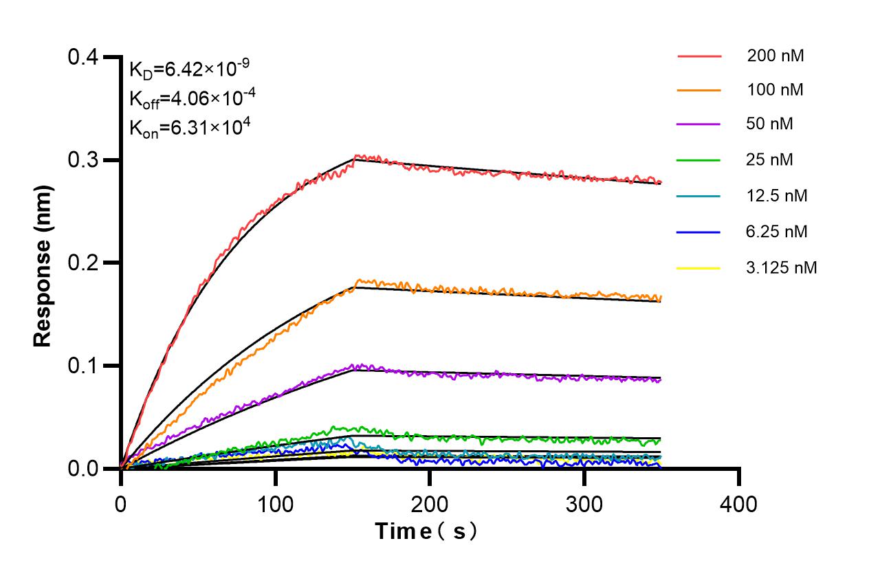 Affinity of 87789-1-RR Affinity of 87789-1-RR