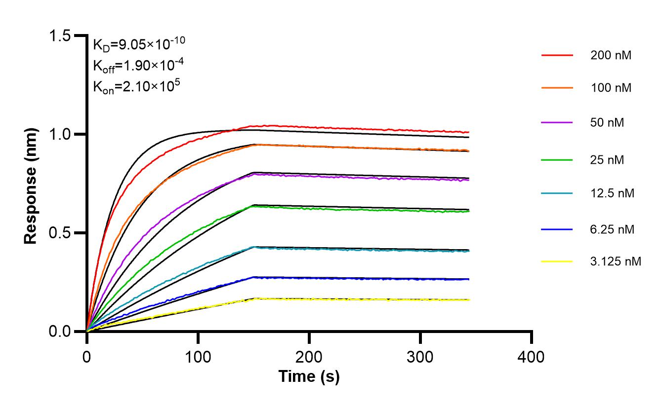 Affinity of 87808-1-RR Affinity of 87808-1-RR
