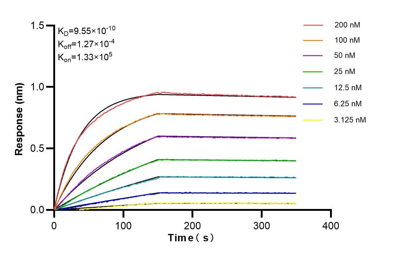 Affinity of 87810-1-RR Affinity of 87810-1-RR