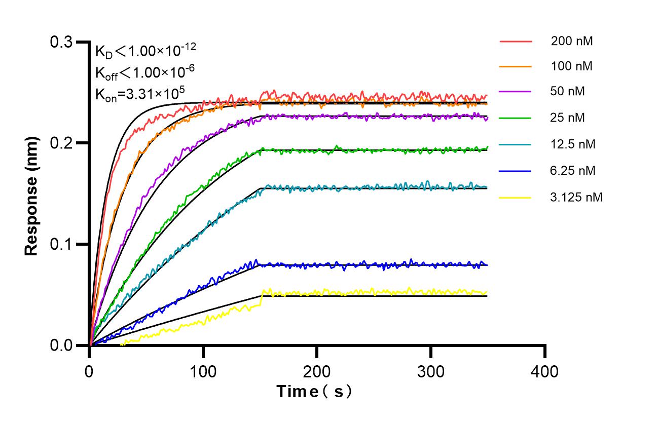 Affinity of 87817-1-RR Affinity of 87817-1-RR