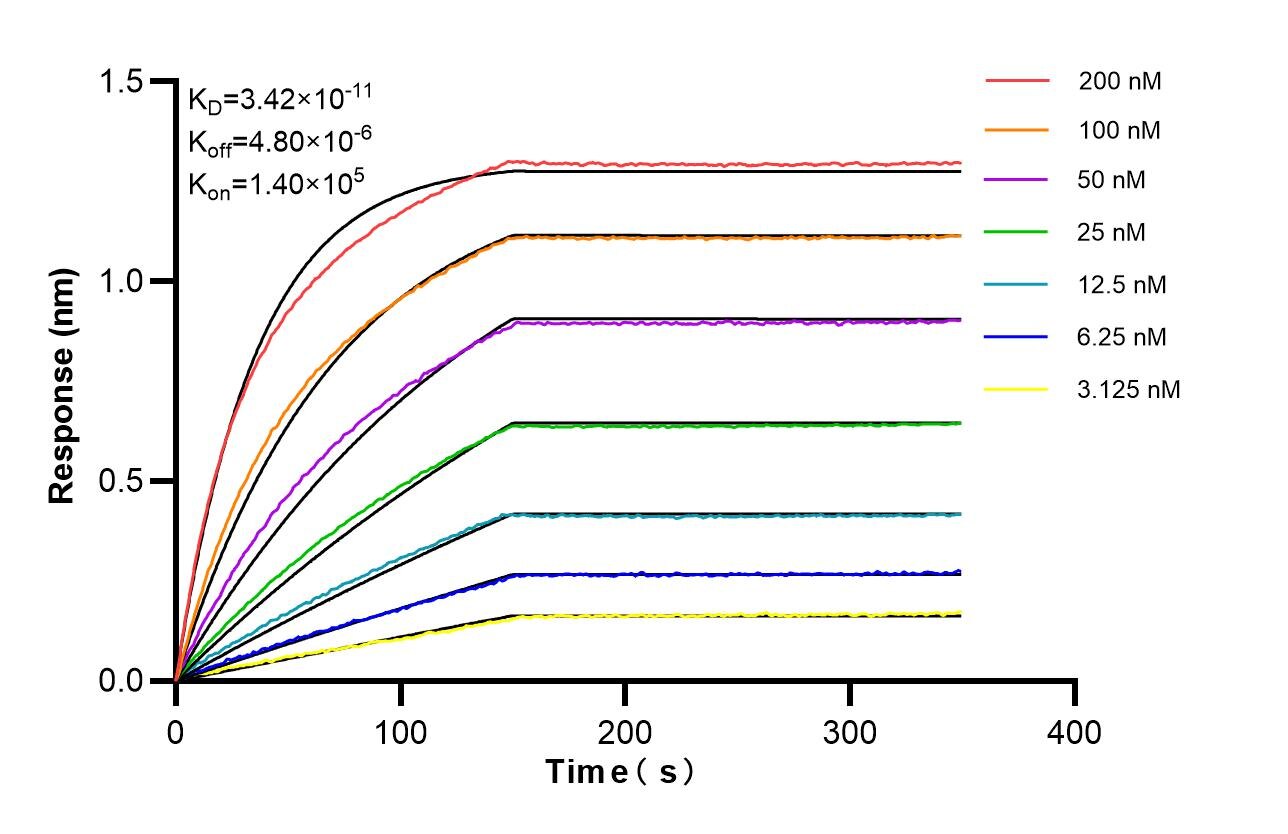 Affinity of 87837-1-RR Affinity of 87837-1-RR