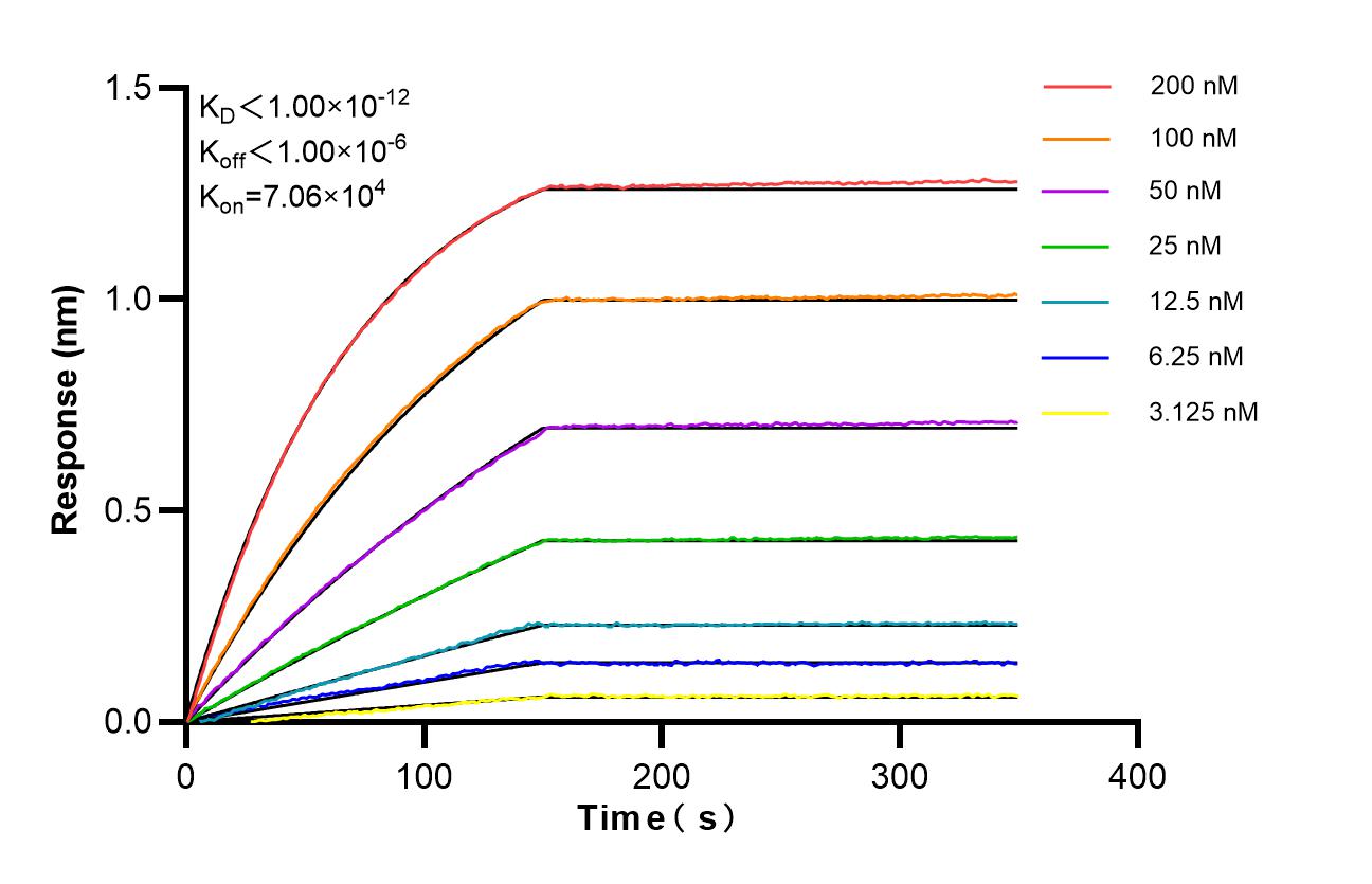 Affinity of 87851-1-RR Affinity of 87851-1-RR