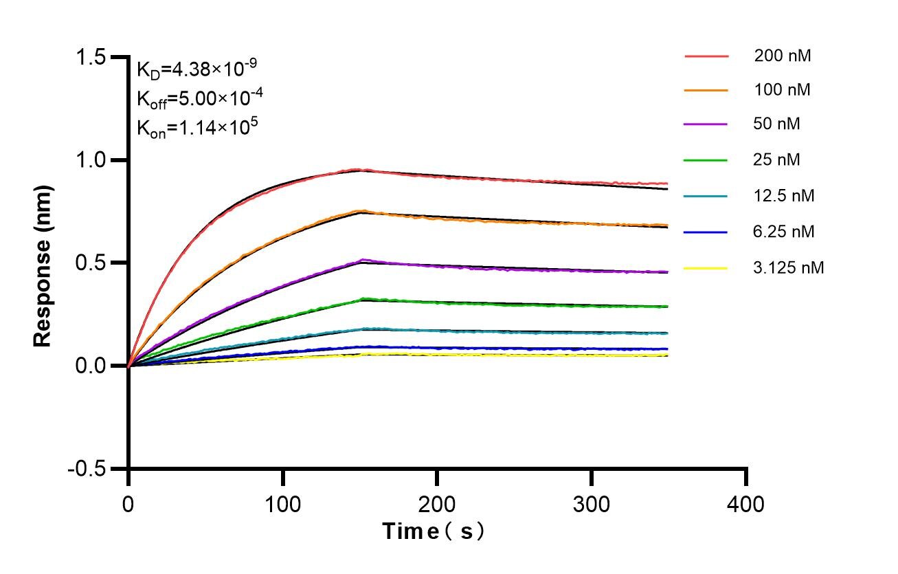 Affinity of 87881-1-RR Affinity of 87881-1-RR