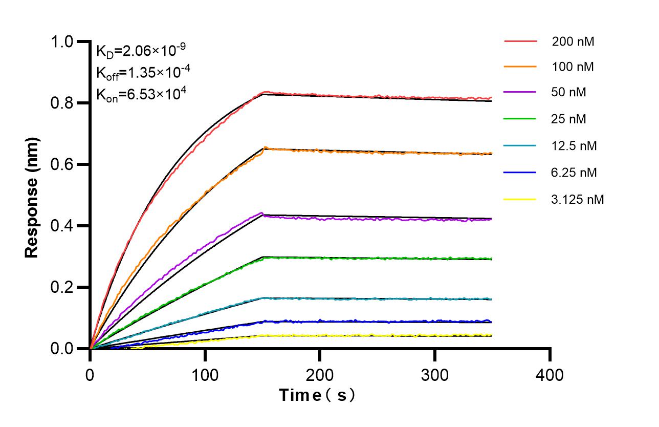 Affinity of 87882-1-RR Affinity of 87882-1-RR