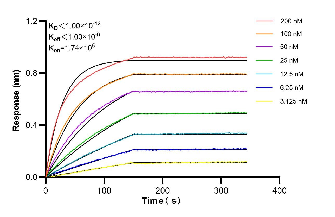 Affinity of 87904-1-RR Affinity of 87904-1-RR