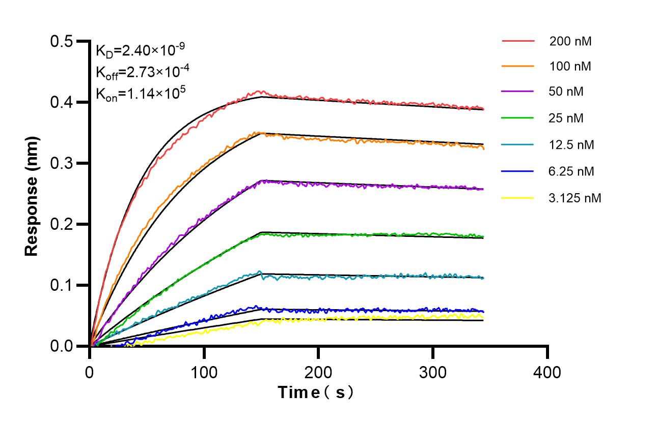 Affinity of 87911-1-RR Affinity of 87911-1-RR