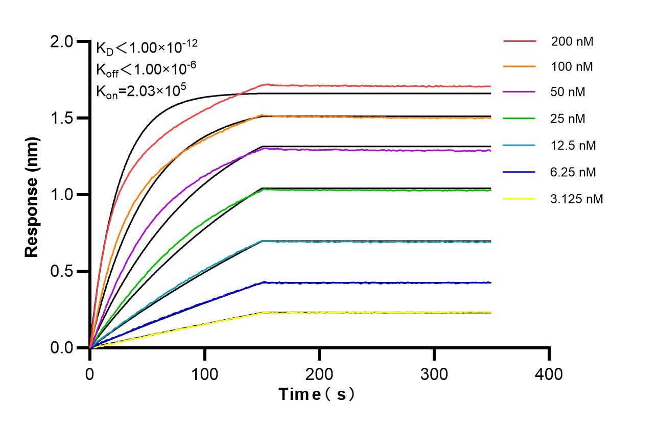 Affinity of 87921-1-RR Affinity of 87921-1-RR