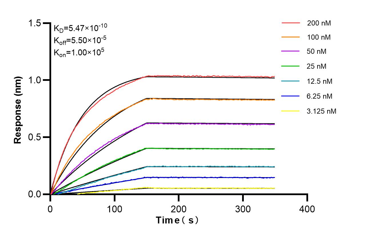 Affinity of 87952-1-RR Affinity of 87952-1-RR
