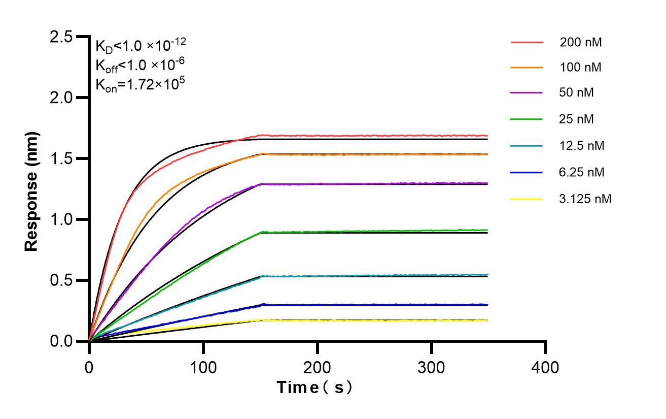 Affinity of 87956-1-RR Affinity of 87956-1-RR
