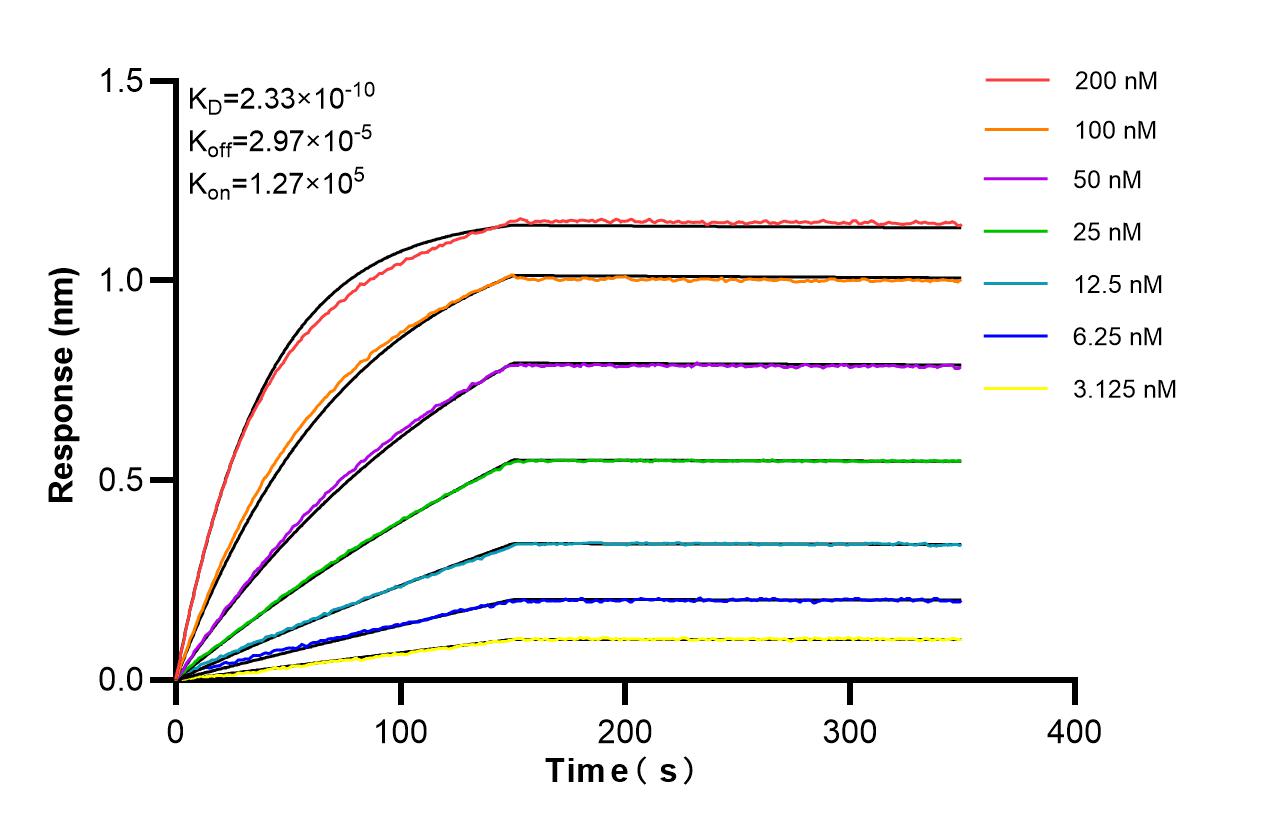 Affinity of 87969-1-RR Affinity of 87969-1-RR