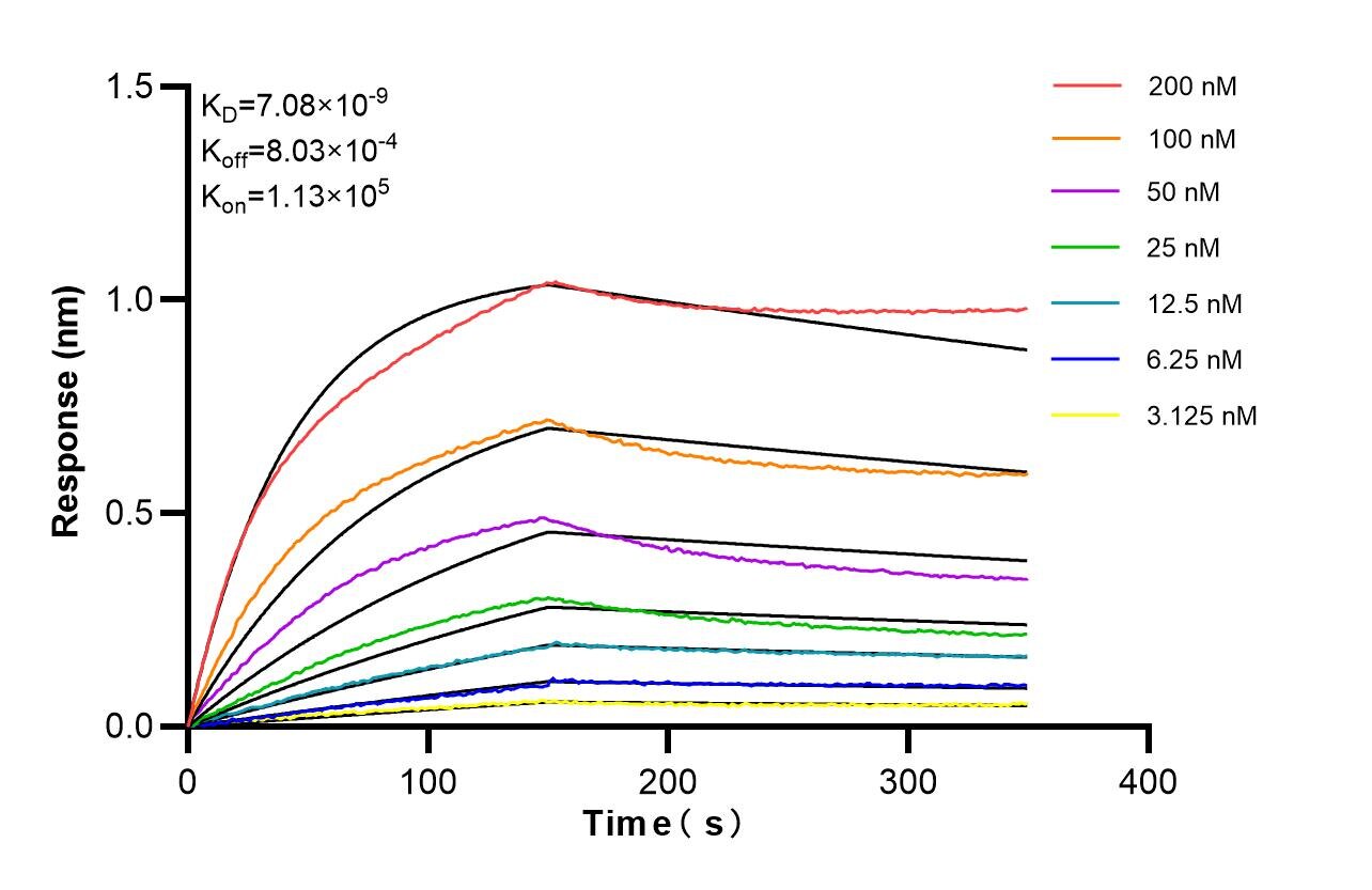 Affinity of 87979-1-RR Affinity of 87979-1-RR