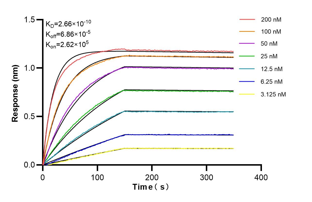 Affinity of 88025-1-RR Affinity of 88025-1-RR