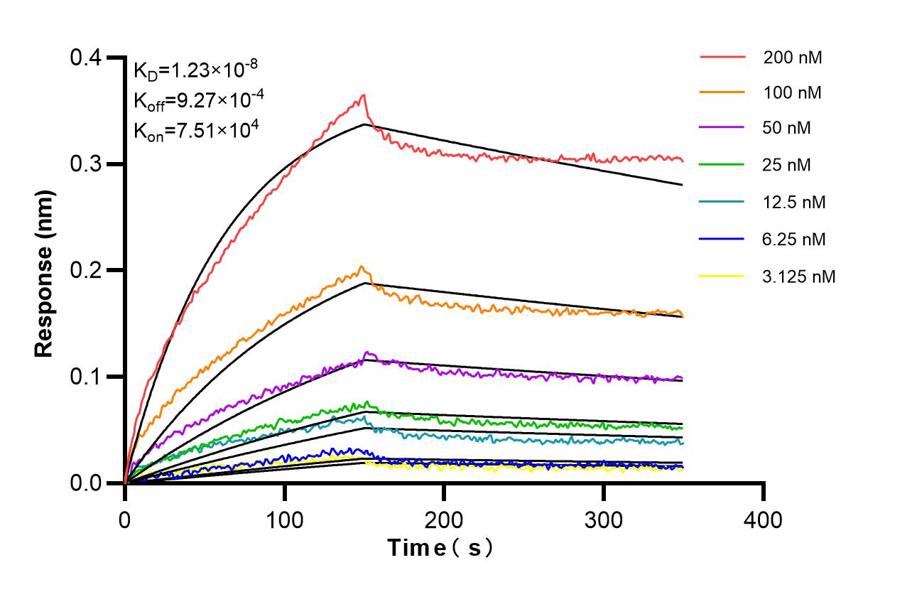 Affinity of 88055-1-RR Affinity of 88055-1-RR