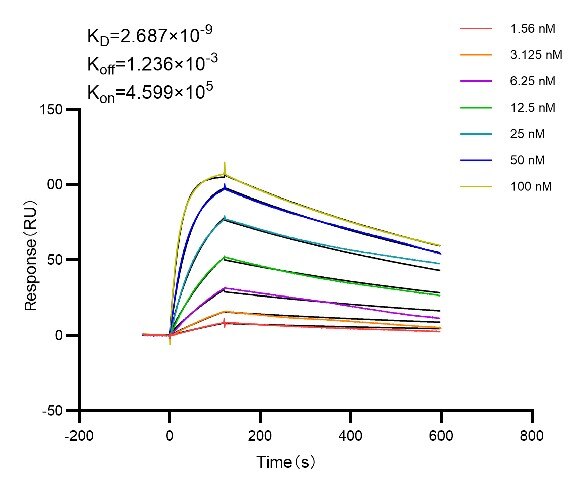 Affinity and Kinetic Characterization of 98007-1-RR
