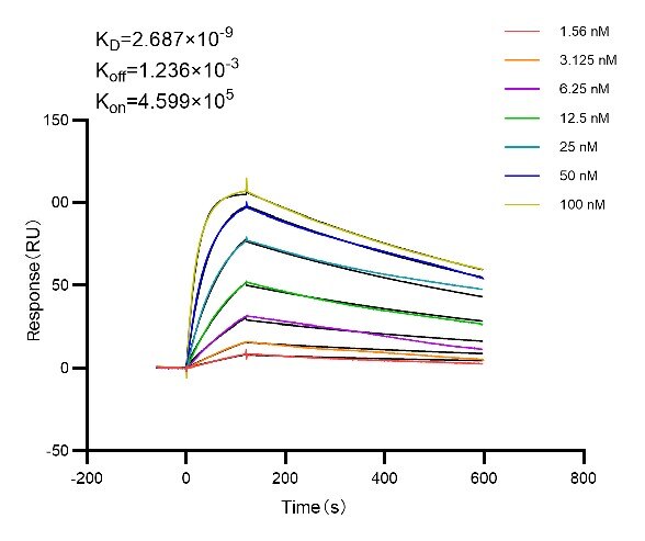 Affinity experiments of 98007-1-RR