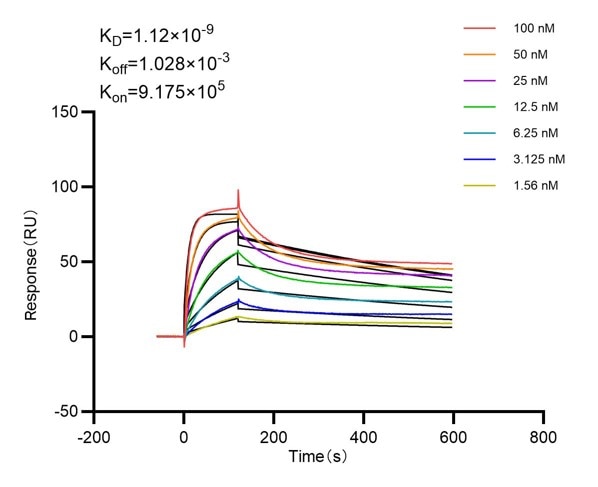 Affinity and Kinetic Characterization of 98007-2-RR