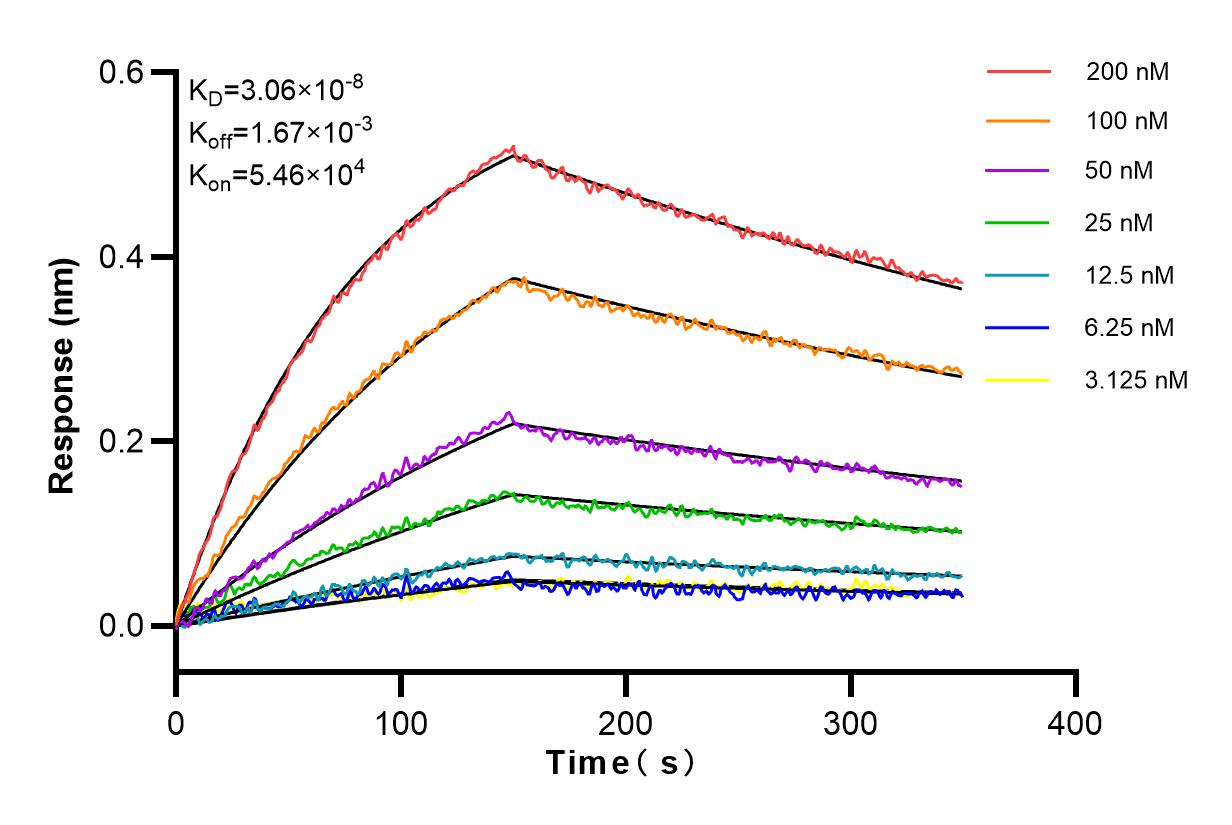 VEGFR2/CD309 antibody (98009-1-RR) | Proteintech