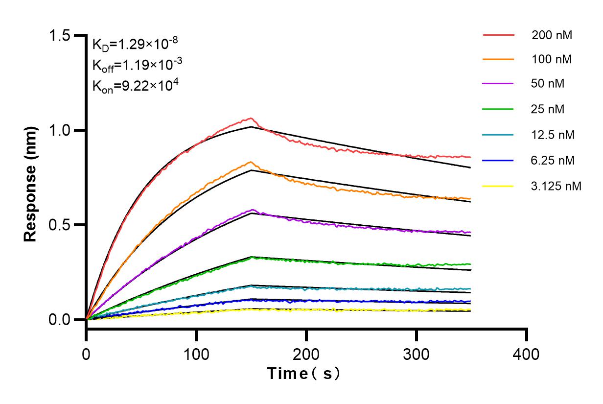 Affinity and Kinetic Characterization of 98015-1-RR
