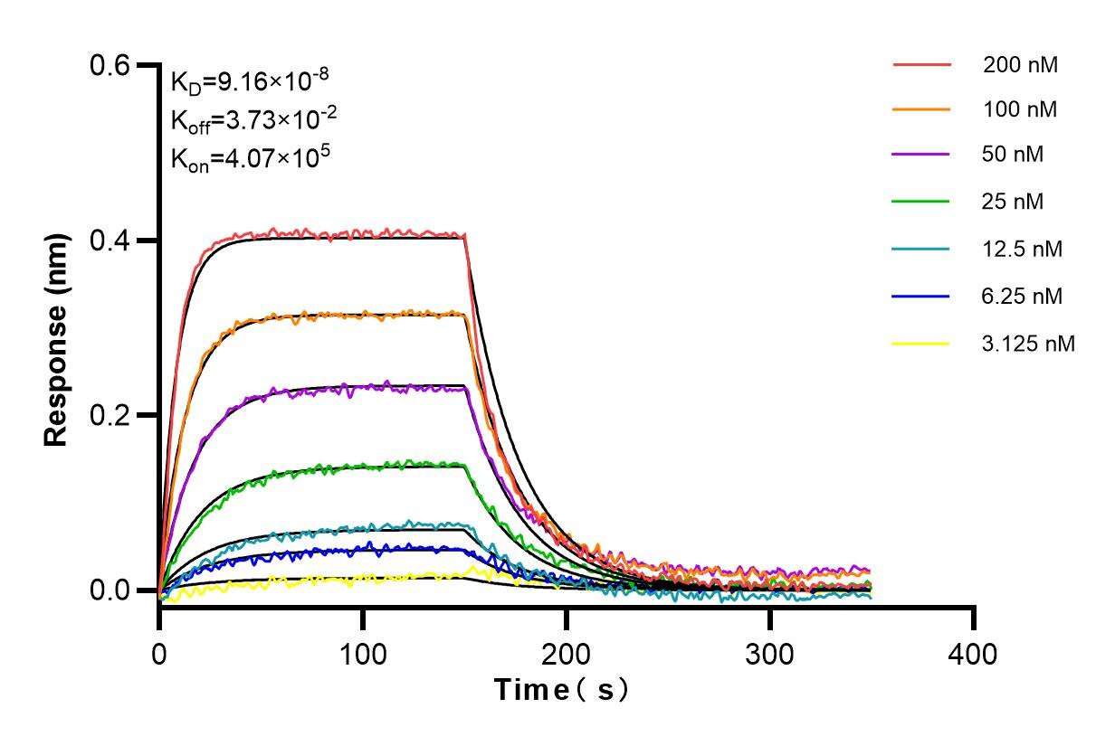 Affinity and Kinetic Characterization of 98022-1-RR