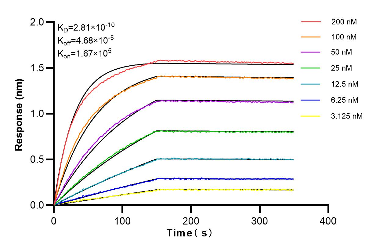 Affinity and Kinetic Characterization of 98041-1-RR