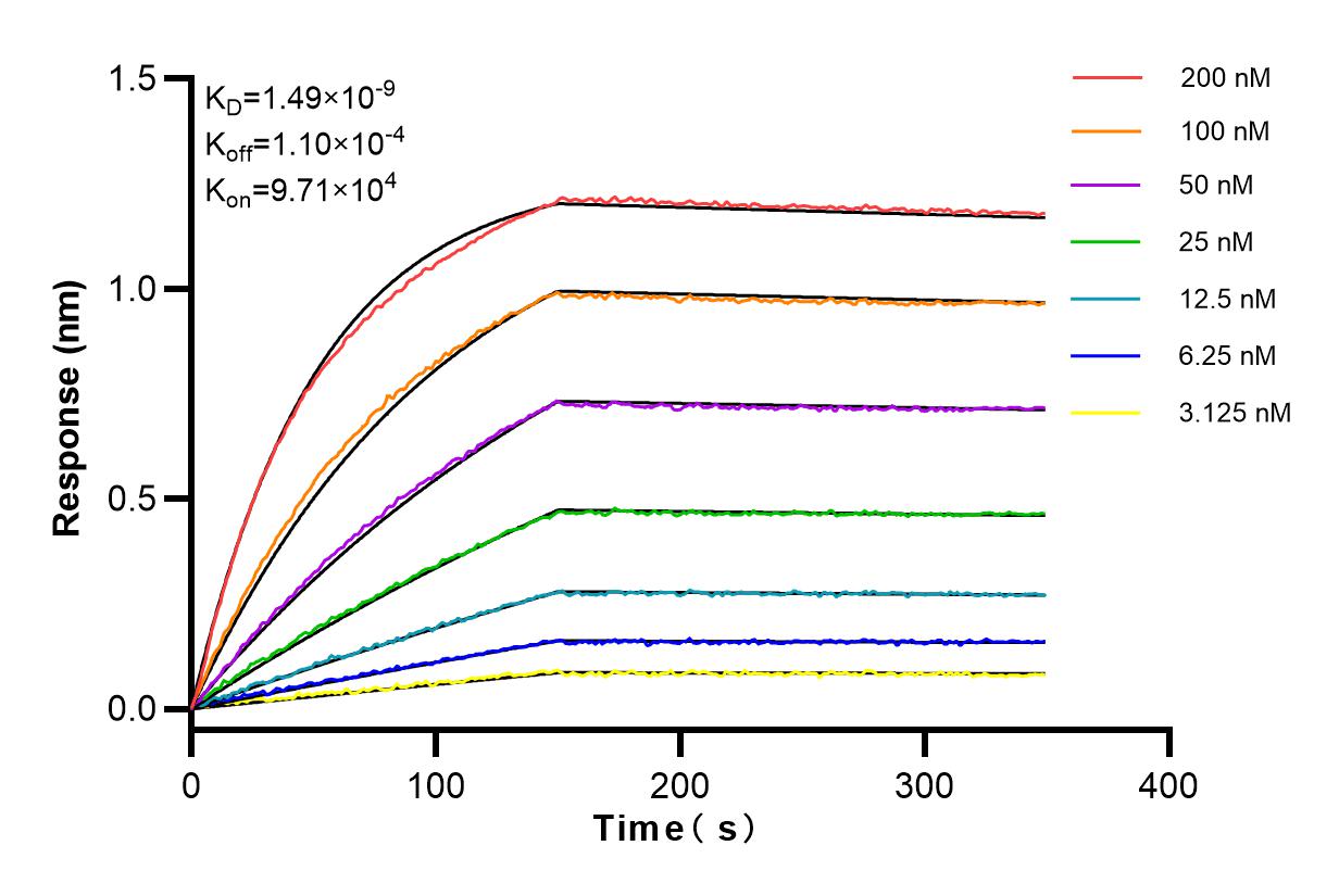 Affinity and Kinetic Characterization of 98049-1-RR