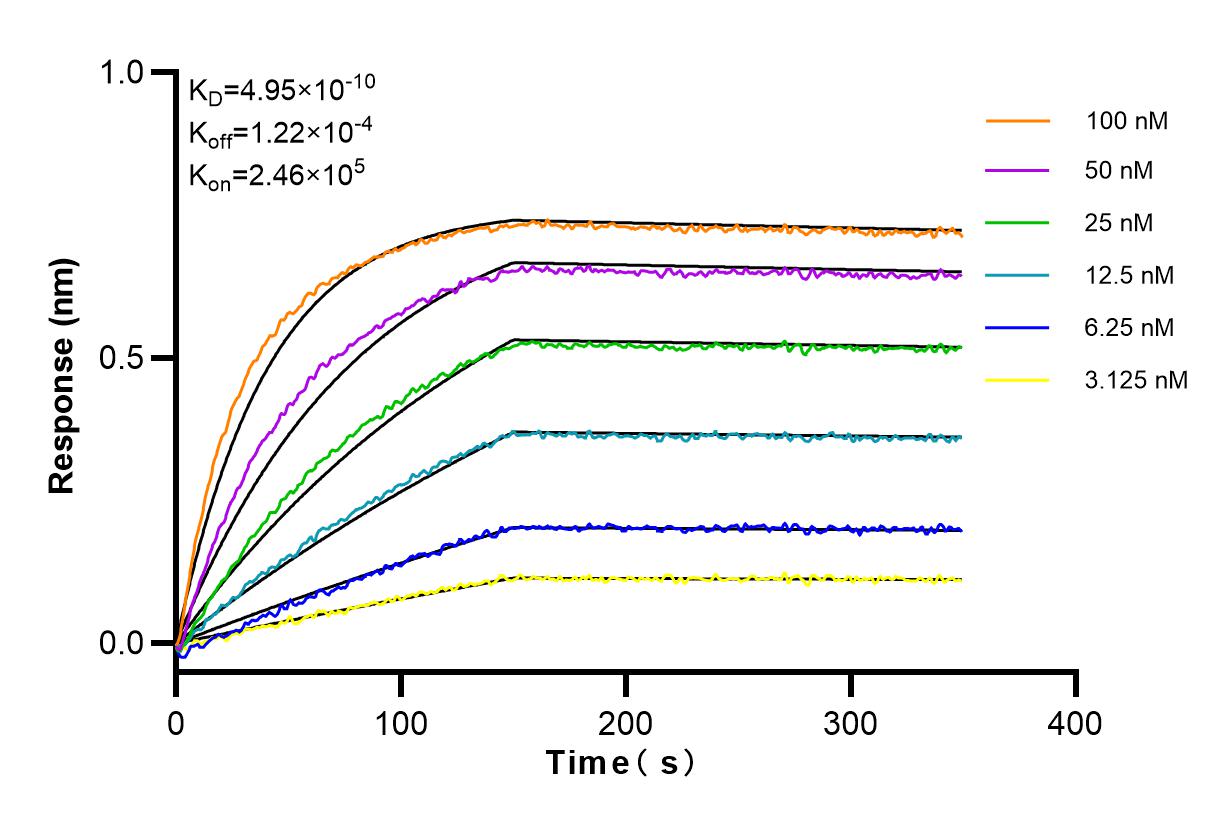 Affinity and Kinetic Characterization of 98052-1-RR