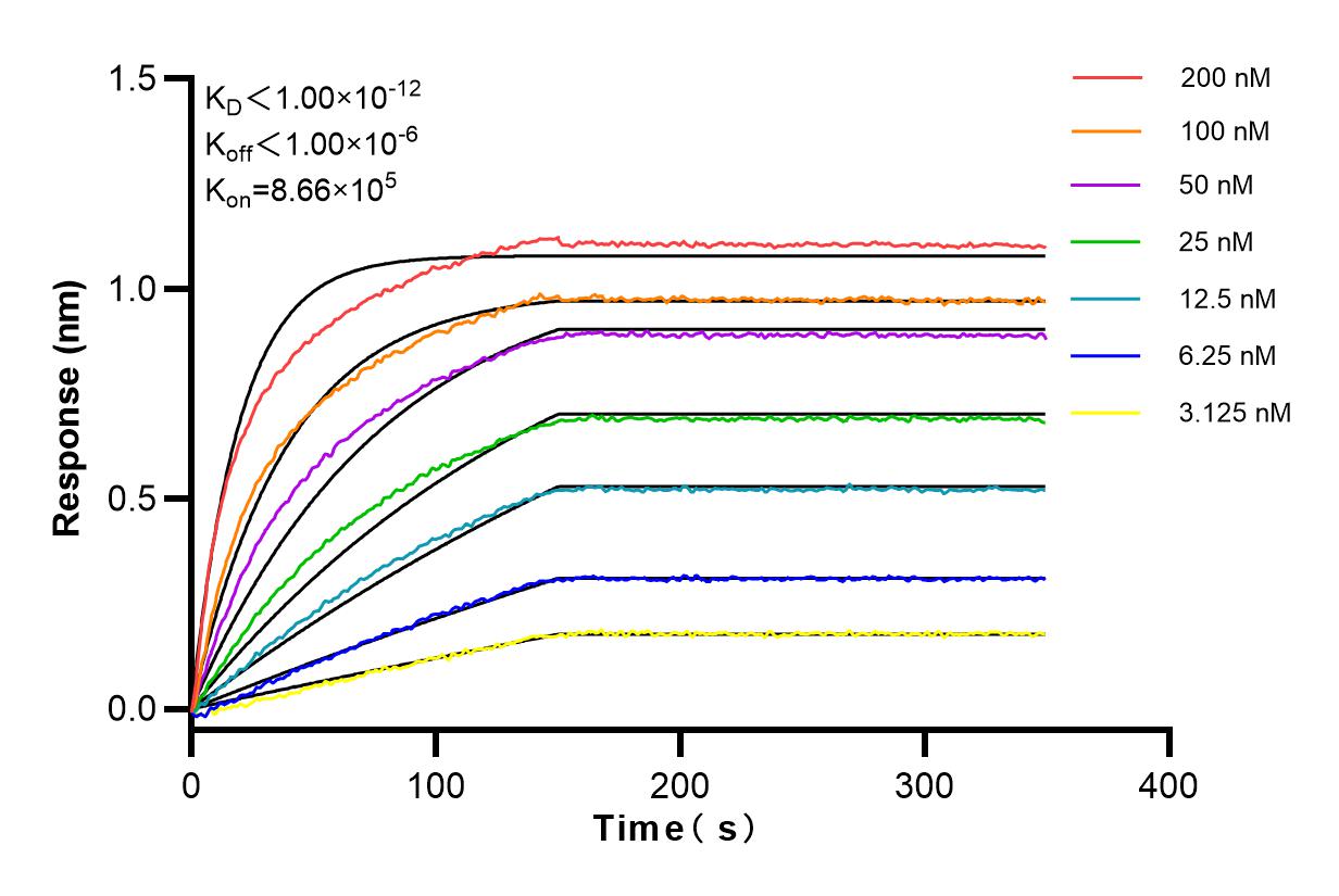 Affinity and Kinetic Characterization of 98059-1-RR