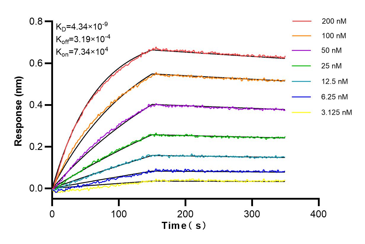 Affinity and Kinetic Characterization of 98061-1-RR