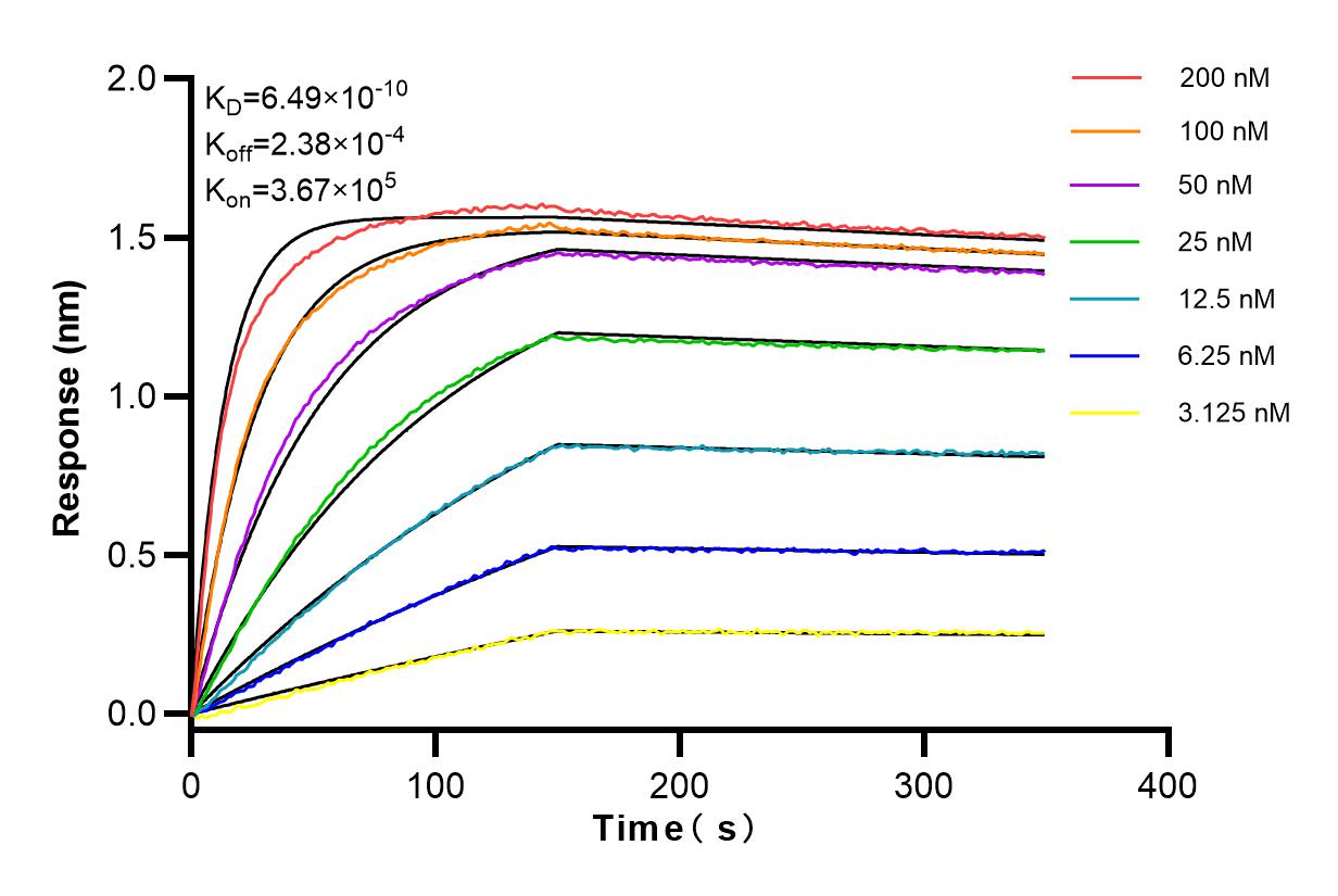 Affinity and Kinetic Characterization of 98077-1-RR
