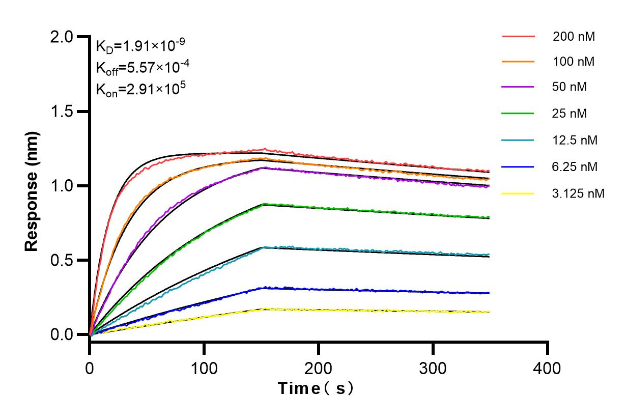 Affinity and Kinetic Characterization of 98082-1-RR
