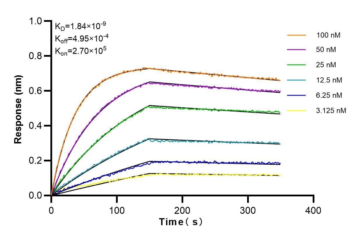 Affinity and Kinetic Characterization of 98096-1-RR