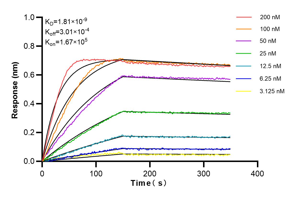 Affinity and Kinetic Characterization of 98111-1-RR