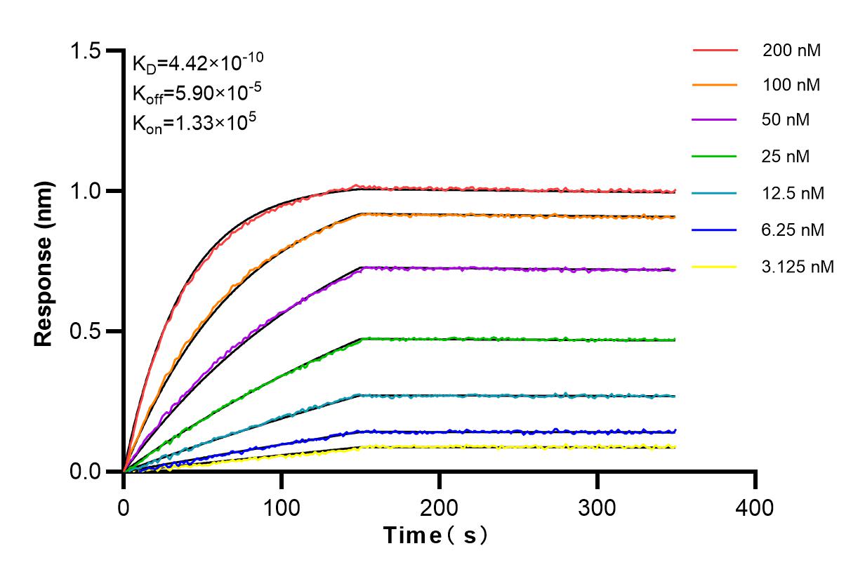 Affinity and Kinetic Characterization of 98114-1-RR