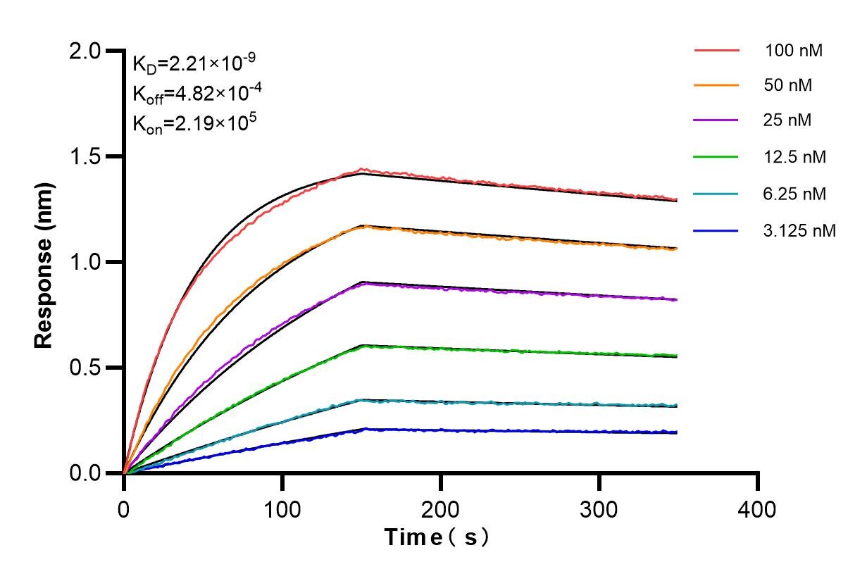 Affinity and Kinetic Characterization of 98121-2-RR