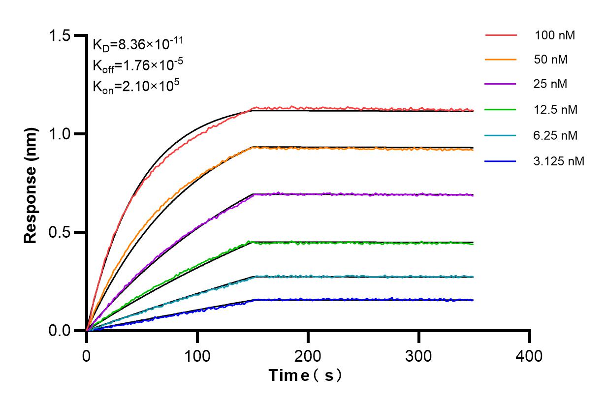 Affinity and Kinetic Characterization of 98144-1-RR