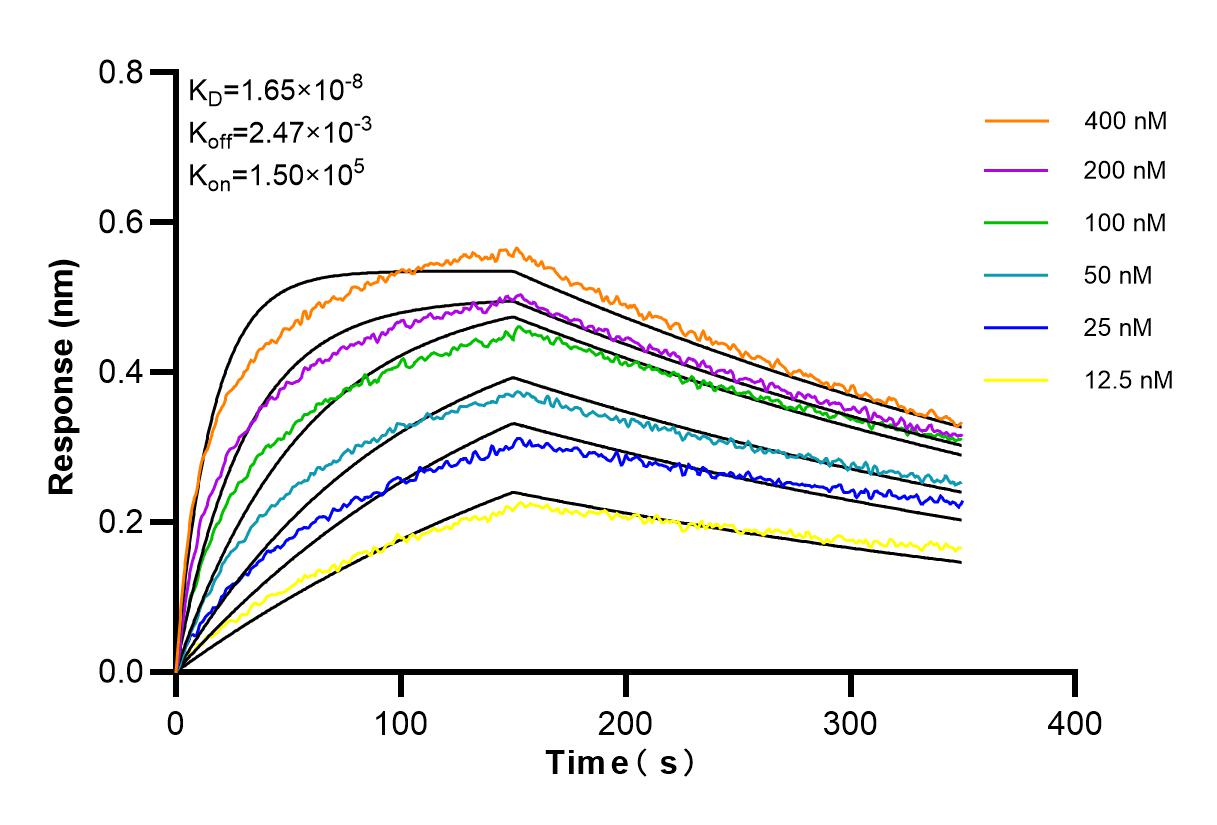 Affinity and Kinetic Characterization of 98152-1-RR