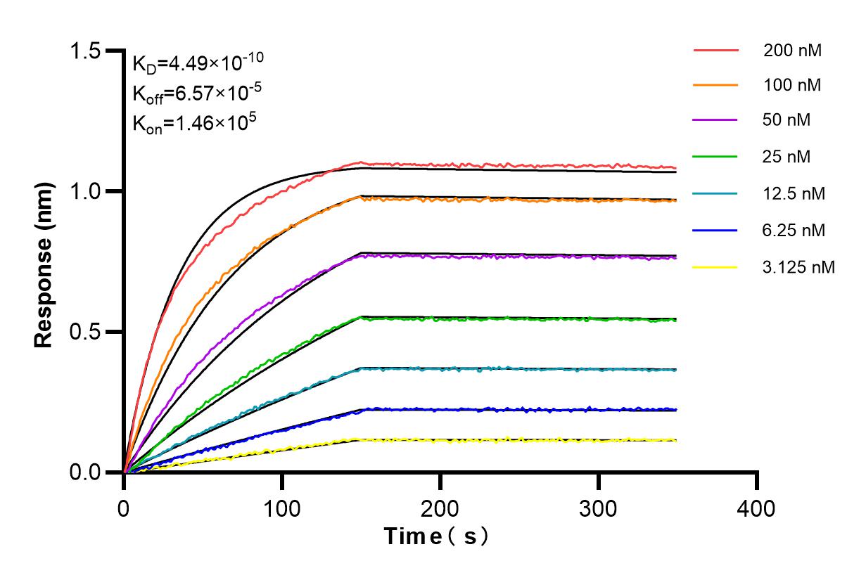 Affinity and Kinetic Characterization of 98157-1-RR