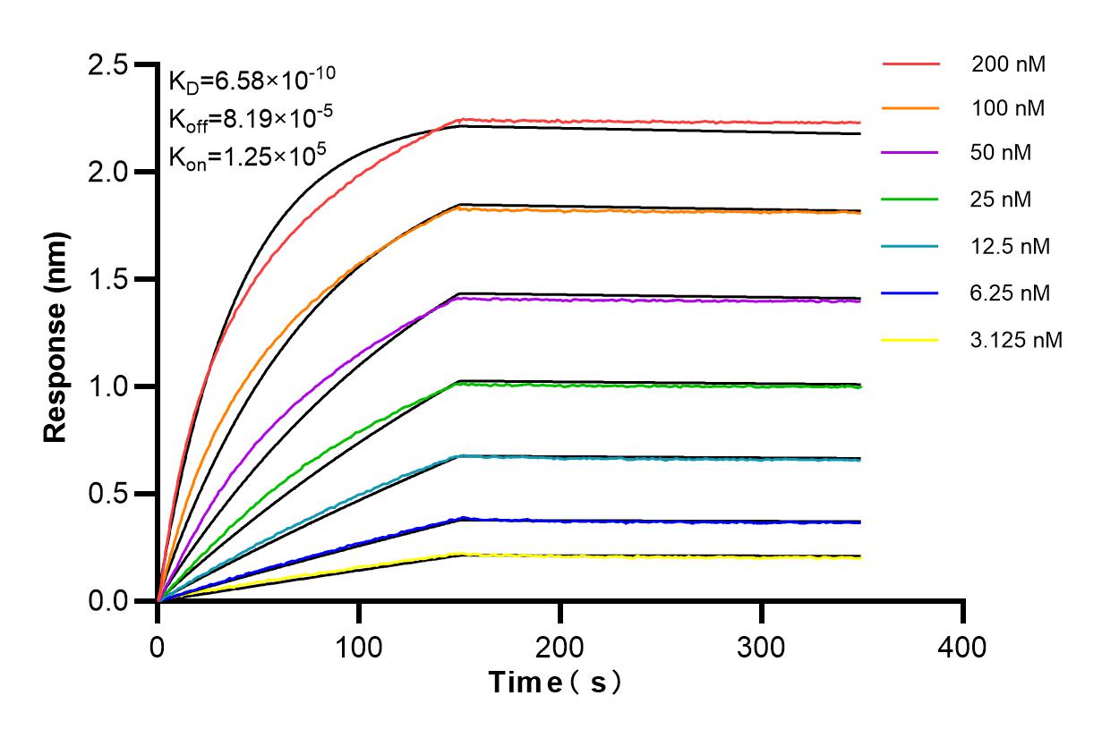 Affinity and Kinetic Characterization of 98161-1-RR
