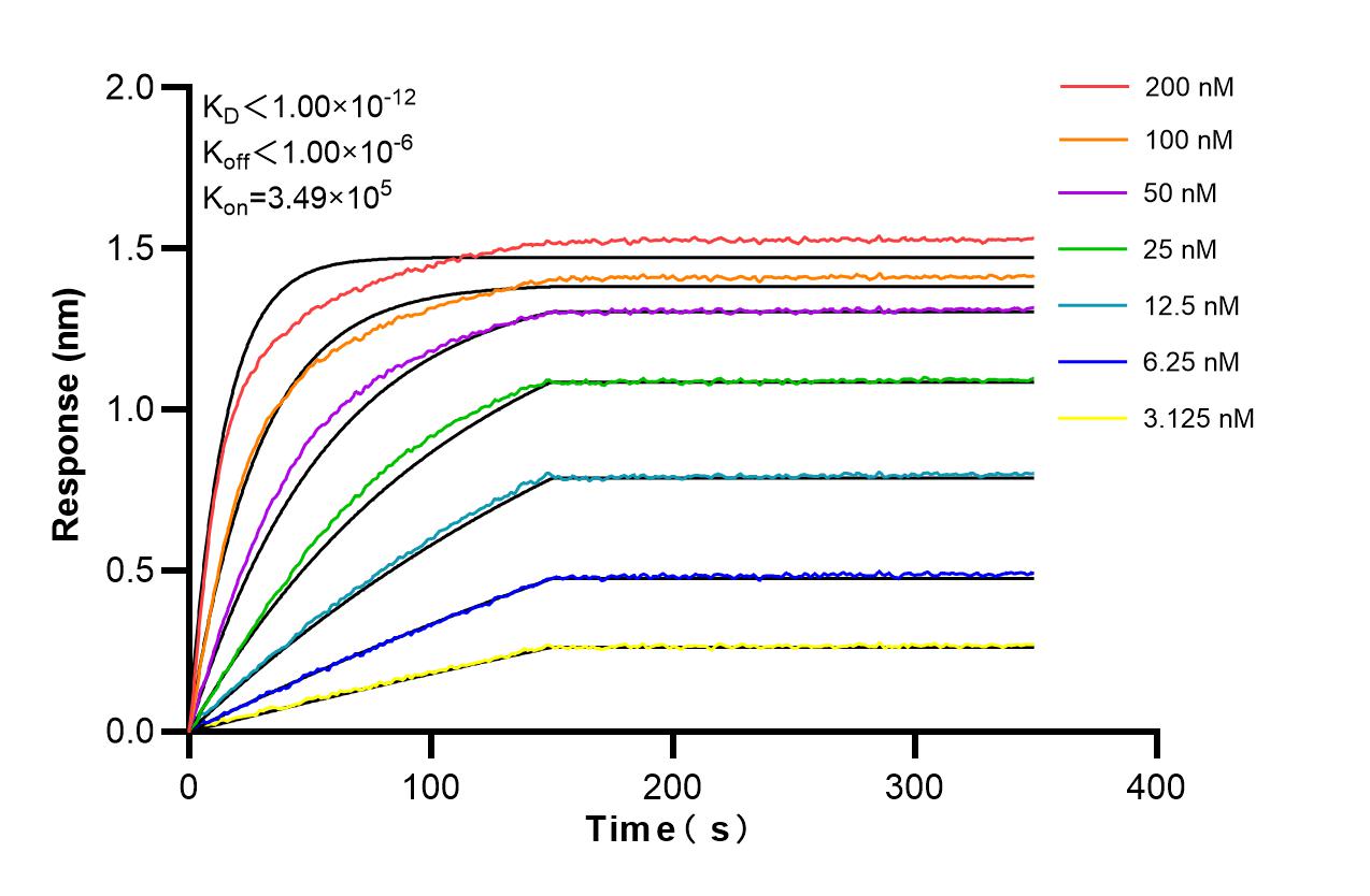 Biolayer interferometry (BLl) kinetic assays of 98161-1-RR against Mouse CD6 were performed. The affinity constant is below 1 pM. Affinity and Kinetic Characterization of 98161-1-RR