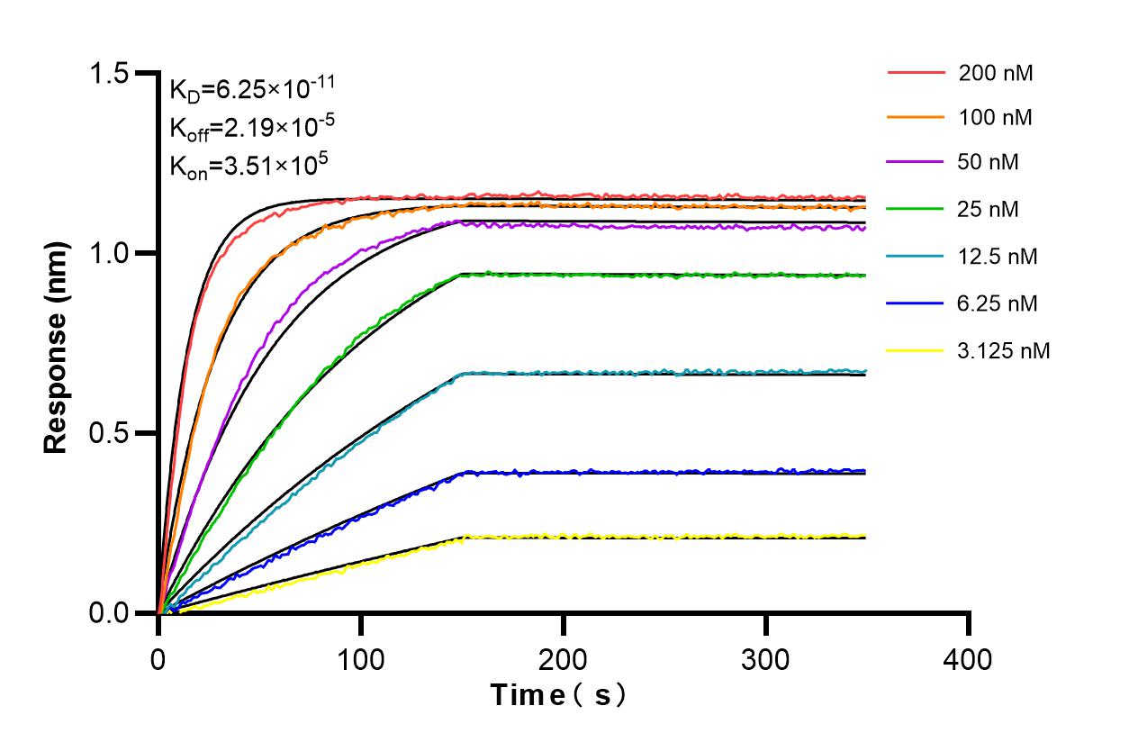 Affinity and Kinetic Characterization of 98162-1-RR